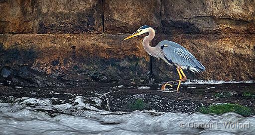 Heron Under A Bridge_P1140447.jpg - Great Blue Heron (Ardea herodias) photographed along the Rideau Canal Waterway at Smiths Falls, Ontario, Canada.